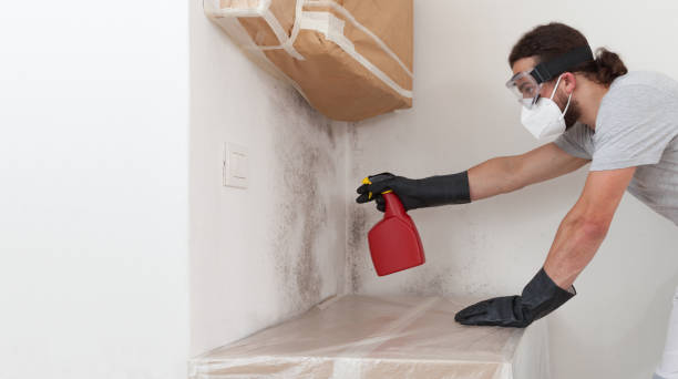 Professional Basement Mold Removal technician working in South River, NJ