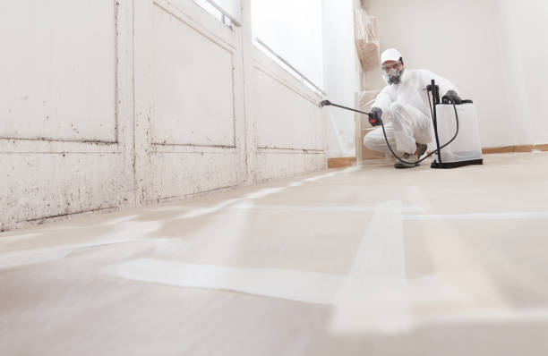 24/7 Emergency Basement Mold Removal experts in South River, NJ