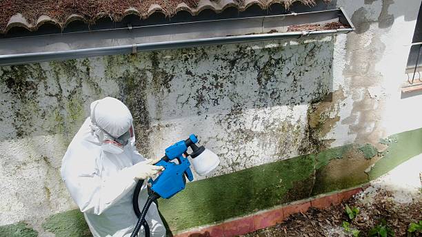 Top rated local Basement Mold Removal specialists in South River, NJ